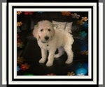 Small Photo #3 Poodle (Standard) Puppy For Sale in RIALTO, CA, USA