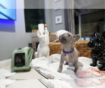 Small #1 French Bulldog
