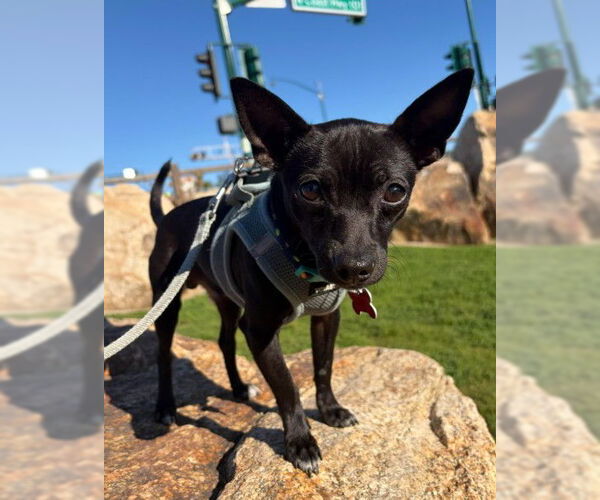 Medium Photo #1 Chihuahua Puppy For Sale in San Diego, CA, USA