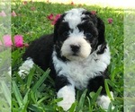 Small Photo #2 Aussiedoodle Miniature  Puppy For Sale in FORT MYERS, FL, USA