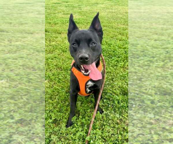 Medium Photo #3 Mutt Puppy For Sale in Abbeville, LA, USA