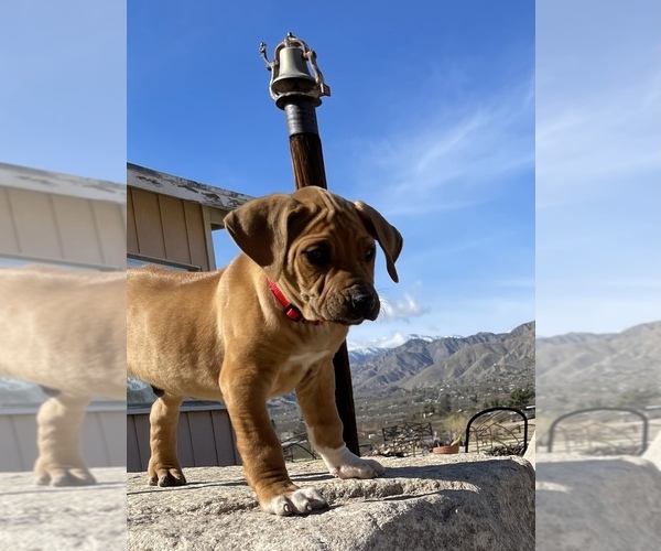 Medium Photo #35 Rhodesian Ridgeback Puppy For Sale in MORONGO VALLEY, CA, USA