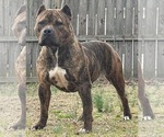 Small Photo #4 American Bully Puppy For Sale in HENRICO, VA, USA