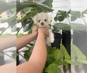Maltipoo Puppy for sale in VALDOSTA, GA, USA