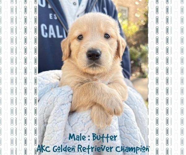 Medium Photo #1 Golden Retriever Puppy For Sale in SUGAR LAND, TX, USA