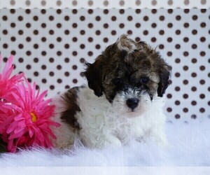 Poodle (Toy) Puppy for sale in FREDERICKSBG, OH, USA