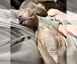 Athena the Pittie - Female American Pit Bull Terrier-Unknown Mix Dog for Adoption - Photo #12
