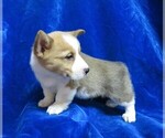 Small Photo #10 Pembroke Welsh Corgi Puppy For Sale in NORWOOD, MO, USA