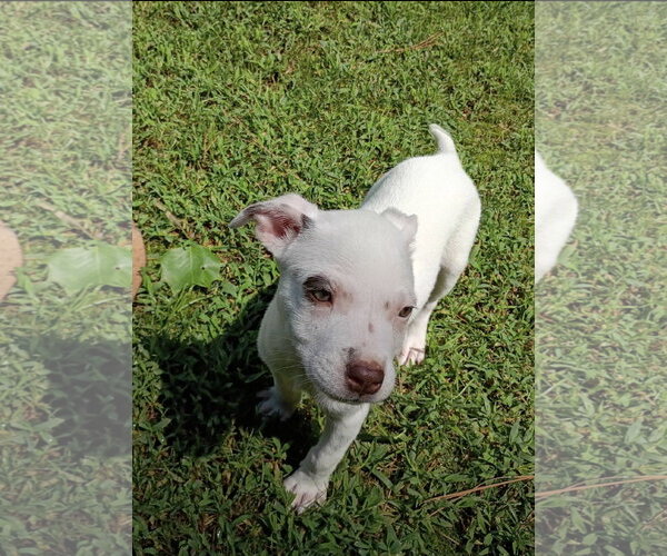 Medium Photo #4 Jack Russell Terrier-Unknown Mix Puppy For Sale in Ball Ground, GA, USA
