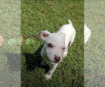 Small #3 Jack Russell Terrier Mix