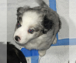 Small Photo #8 Miniature Australian Shepherd Puppy For Sale in HIALEAH, FL, USA
