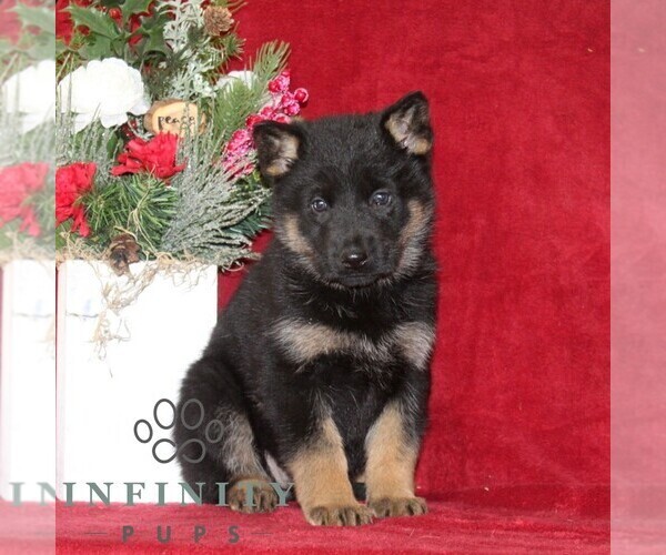 Medium Photo #2 German Shepherd Dog Puppy For Sale in QUARRYVILLE, PA, USA