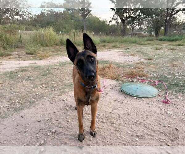 Medium Photo #4 Mutt Puppy For Sale in Imlay City, MI, USA