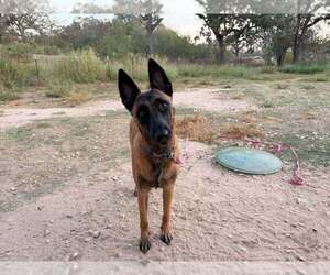 Ms Maddie - Located in Texas - Female Mutt Dog for Adoption - Photo #4