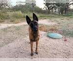 Small Photo #4 Mutt Puppy For Sale in Imlay City, MI, USA