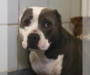 American Staffordshire Terrier-Unknown Mix Dogs for adoption in San Antonio, TX, USA