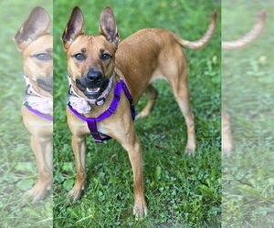 Charlie *BALL IS LIFE*TRANSPORTATION AVAILABLE* - Female Mutt Dog for Adoption - Photo #9