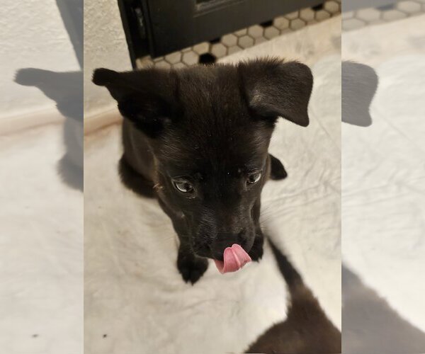 Medium Photo #6 German Shepherd Dog-Holland Shepherd Mix Puppy For Sale in Orange Grove, TX, USA