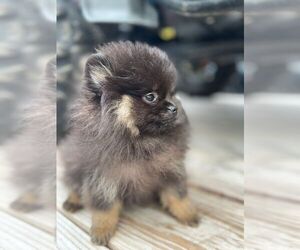 Pomeranian Puppy for sale in SUNNY ISL BCH, FL, USA