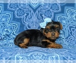 Small Photo #5 Yorkshire Terrier Puppy For Sale in QUARRYVILLE, PA, USA
