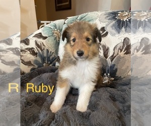 Collie Puppy for sale in LINCOLN, NE, USA