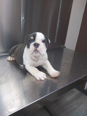 Bulldog Puppy for sale in BOSTON, MA, USA