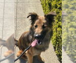 Small #2 German Shepherd Dog