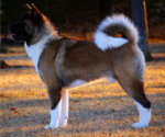 Small Photo #1 Akita Puppy For Sale in STRAFFORD, MO, USA