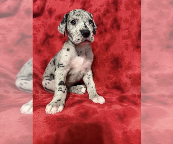 Medium Photo #1 Great Dane Puppy For Sale in HARDINSBURG, IN, USA
