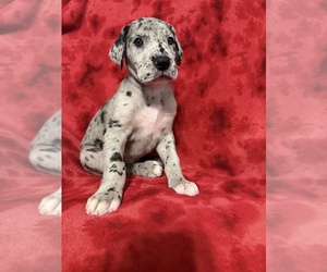 Medium Great Dane