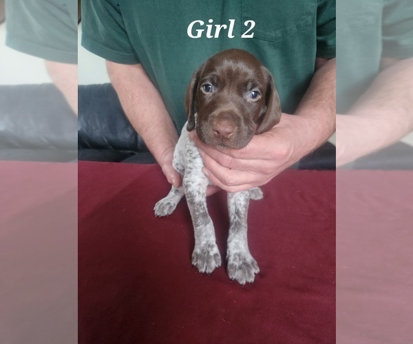 Medium Photo #4 German Shorthaired Pointer Puppy For Sale in N SYRACUSE, NY, USA