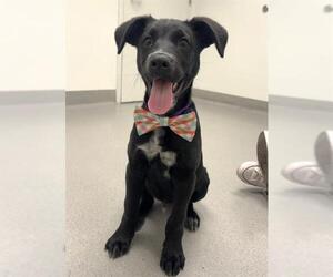 Borador Dogs for adoption in San Francisco, CA, USA