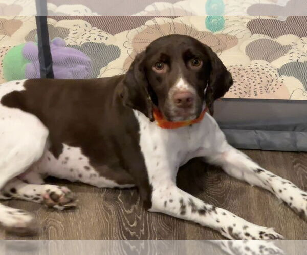 Medium Photo #1 English Springer Spaniel-Unknown Mix Puppy For Sale in Cliffwood, NJ, USA