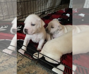American Bully Puppy for sale in ANTIOCH, TN, USA