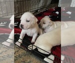 Image preview for Ad Listing. Nickname: Babies