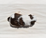 Small #5 Shih Tzu
