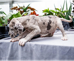 Small #31 Great Dane
