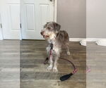 Small #2 Mutt