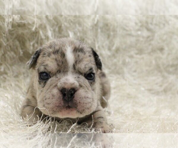 Medium Photo #1 English Bulldog Puppy For Sale in MEDINA, WA, USA