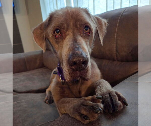 Medium Photo #4 Labrador Retriever-Unknown Mix Puppy For Sale in Fargo, ND, USA