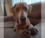 Small #3 Labrador Retriever Mix