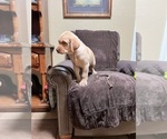 Puppy Puppy 5 Labrador Retriever