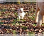 Small Photo #19 Goldendoodle Puppy For Sale in ATHENS, GA, USA