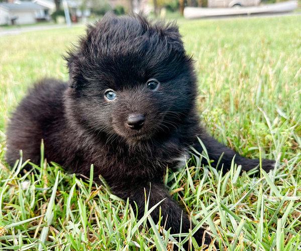 Medium Photo #1 Pomsky Puppy For Sale in GREENVILLE, MI, USA