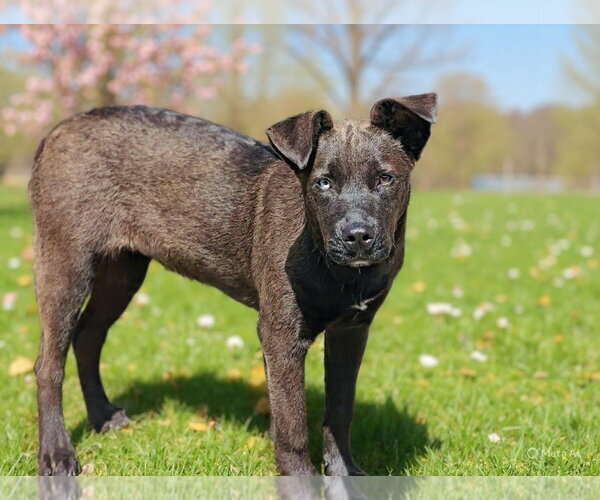 Medium Photo #5 Catahoula Leopard Dog-Unknown Mix Puppy For Sale in Talladega, AL, USA