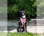 Small #6 American Pit Bull Terrier Mix