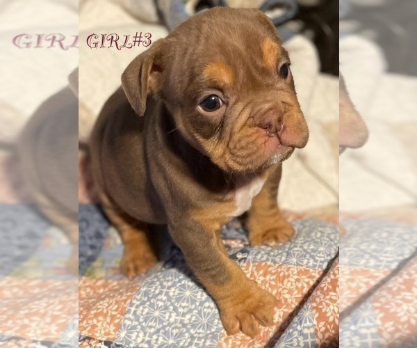 Medium Photo #3 English Bulldog Puppy For Sale in RICHMOND, VA, USA