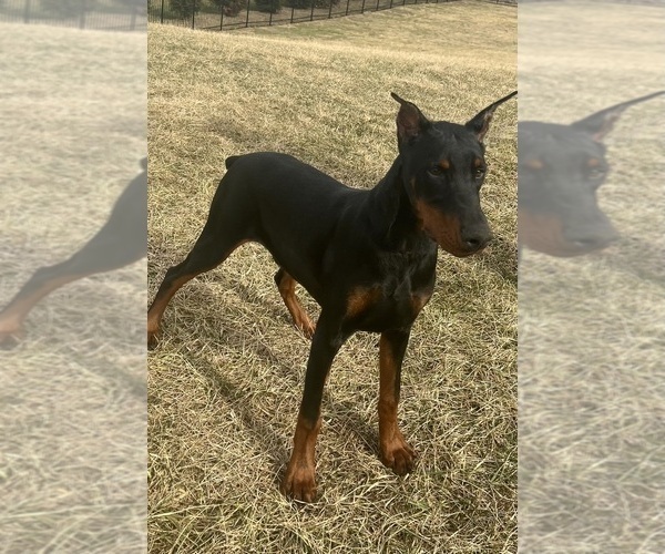Medium Photo #13 Doberman Pinscher Puppy For Sale in WARSAW, IN, USA
