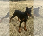 Small #11 Doberman Pinscher