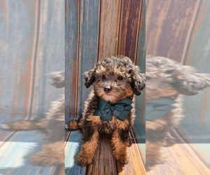 Poodle (Miniature) Puppy for sale in INDIANAPOLIS, IN, USA